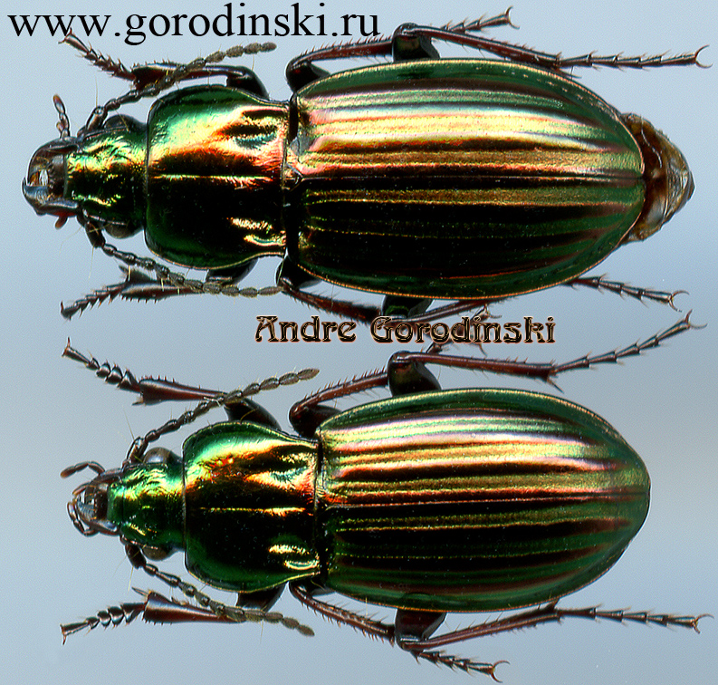 http://www.gorodinski.ru/carabidae/Aristochroa deuvi.jpg